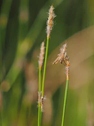 Dapsilanthus spathaceus (Dapsilanthus spathaceus)