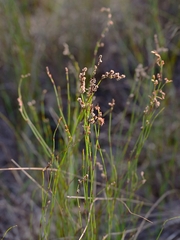 Dapsilanthus spathaceus (Dapsilanthus spathaceus)