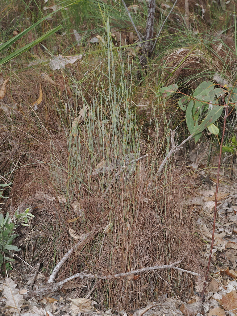Dapsilanthus spathaceus (Dapsilanthus spathaceus)