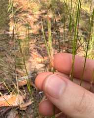 Dapsilanthus spathaceus (Dapsilanthus spathaceus)