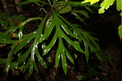 Darlingia darlingiana (Darlingia darlingiana)
