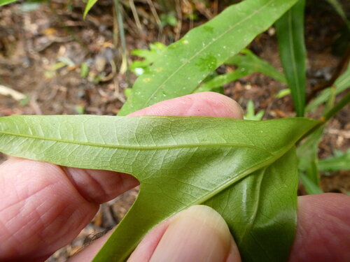 Darlingia darlingiana (Darlingia darlingiana)