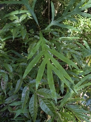 Darlingia darlingiana (Darlingia darlingiana)