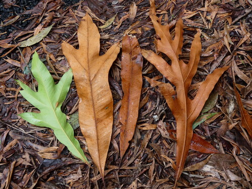 Darlingia darlingiana (Darlingia darlingiana)