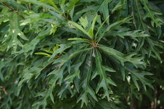 Darlingia darlingiana (Darlingia darlingiana)