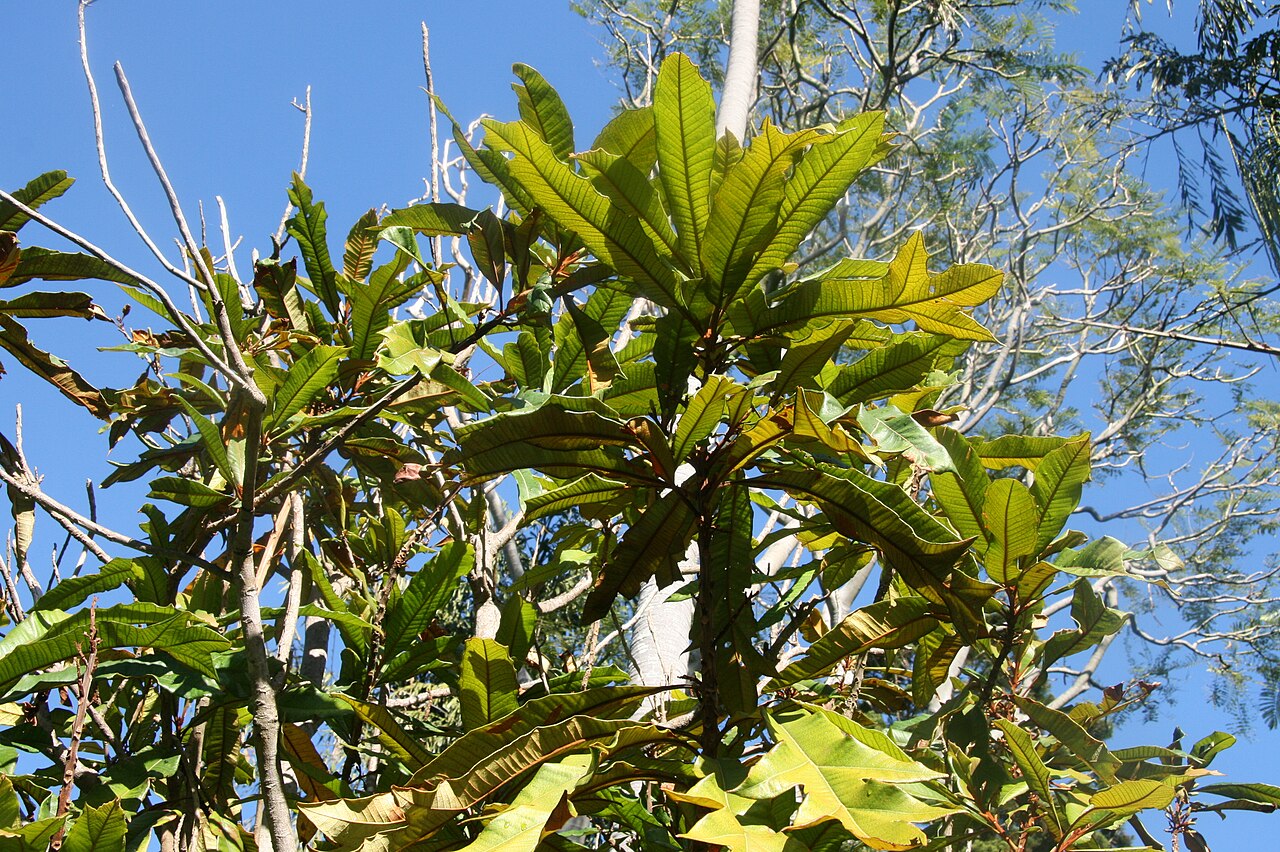 Darlingia ferruginea: Darlingia ferruginea (foliage) - Royal Botanic Gardens, Sydney