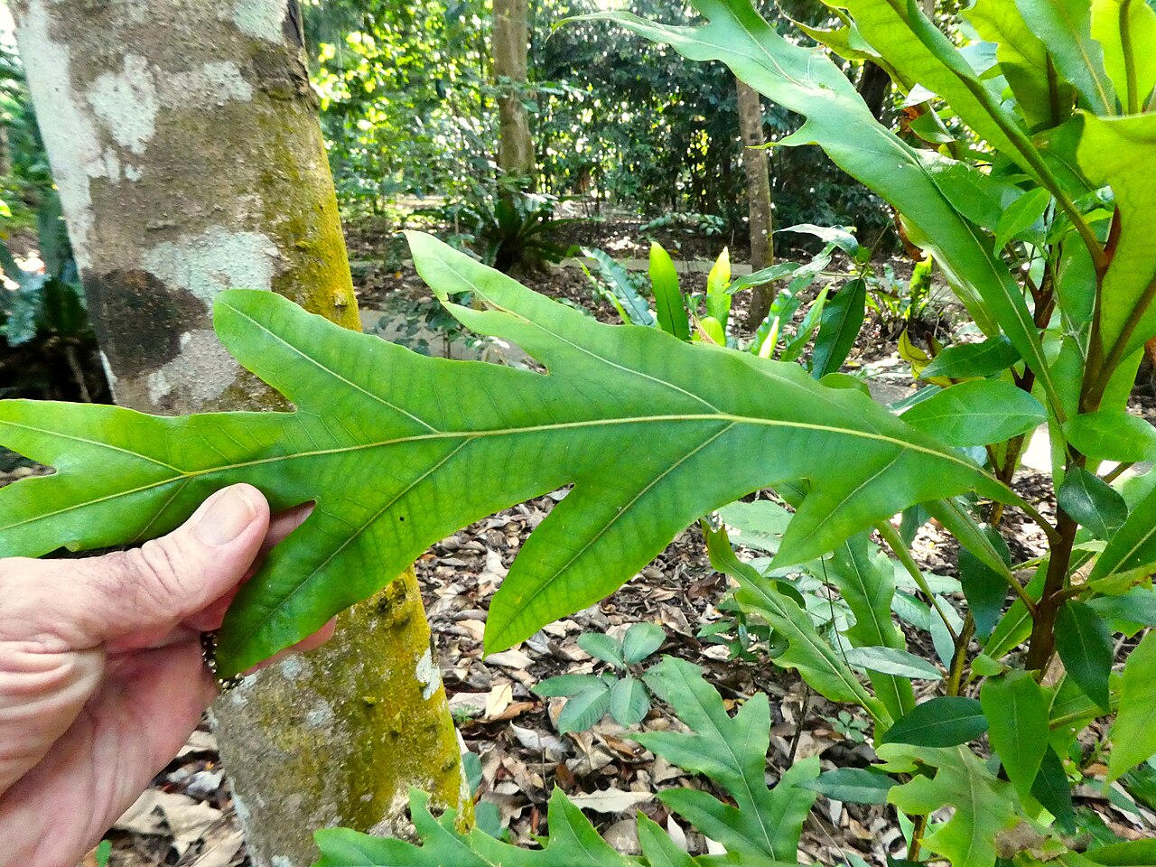 Darlingia ferruginea: Darlingia ferruginea at Cairns Botanic Gardens