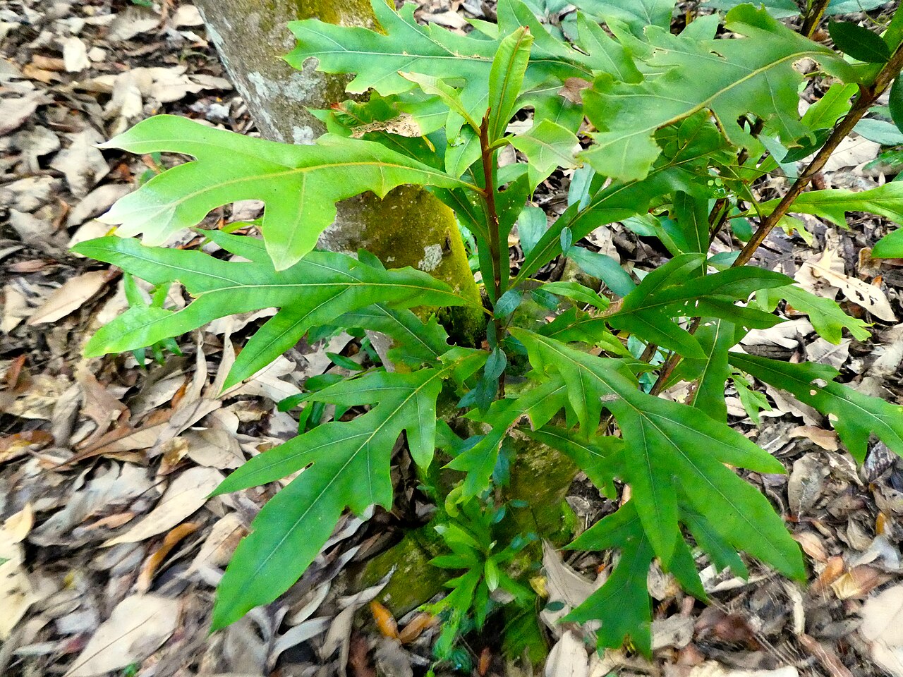 Darlingia ferruginea: Darlingia ferruginea at Cairns Botanic Gardens