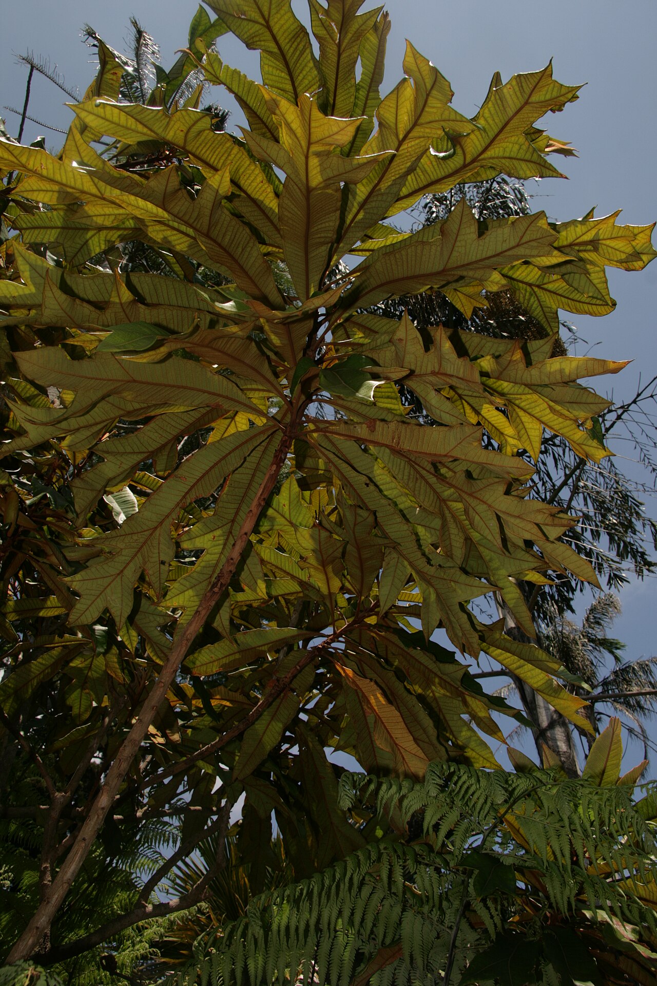 Darlingia ferruginea: Darlingia ferruginea - Royal Botanic Gardens, Sydney