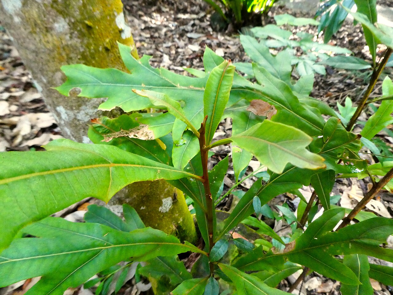 Darlingia ferruginea: Darlingia ferruginea at Cairns Botanic Gardens