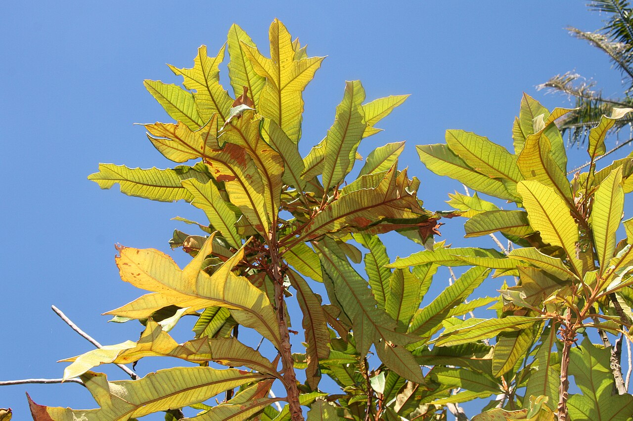 Darlingia ferruginea: Darlingia ferruginea (foliage) - Royal Botanic Gardens, Sydney