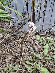Indian rhubarb (Darmera peltata)