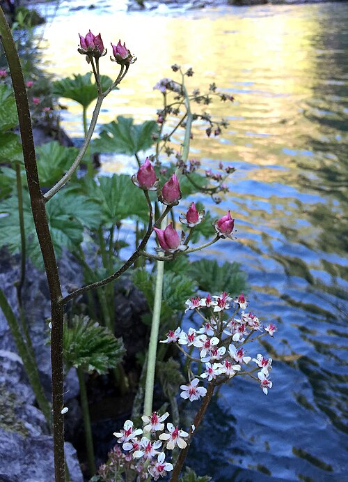 Indian rhubarb: Indian rhubarb (Darmera peltata), on the edge of the McCloud River.