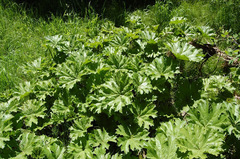 Indian rhubarb (Darmera peltata)