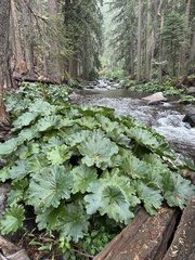 Indian rhubarb (Darmera peltata)