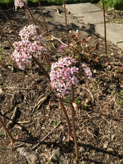 Indian rhubarb (Darmera peltata)