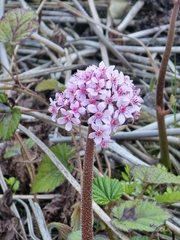 Indian rhubarb (Darmera peltata)