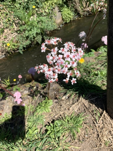 Indian rhubarb (Darmera peltata)