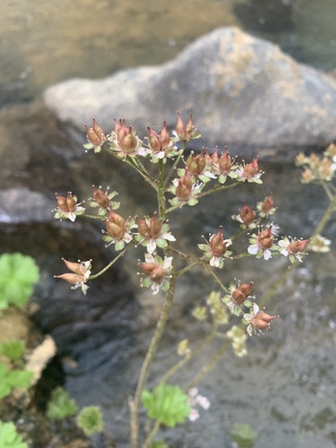 Indian rhubarb (Darmera peltata)