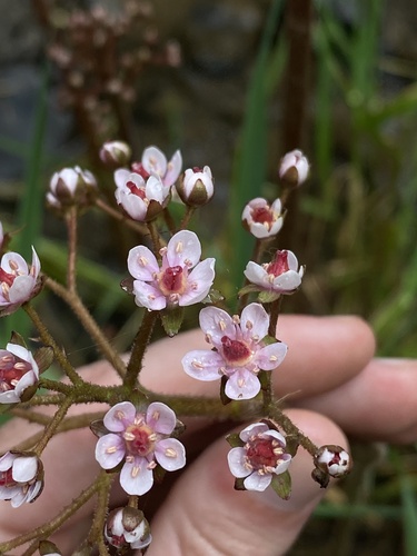 Indian rhubarb (Darmera peltata)