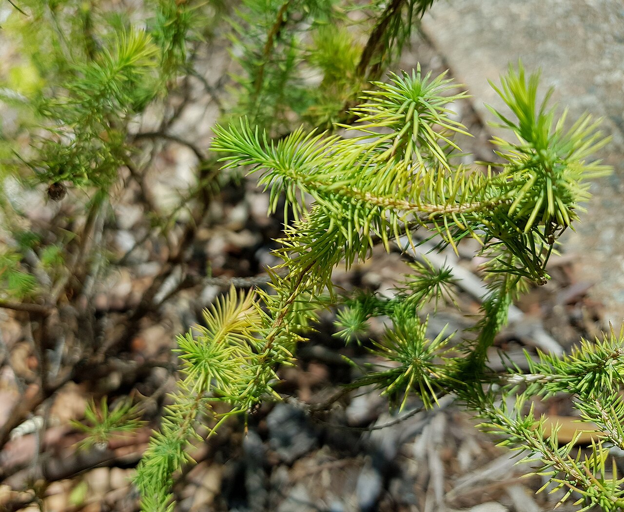 Darwinia acerosa: Darwinia acerosa.