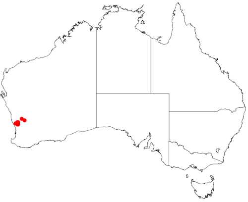 Darwinia acerosa: Darwinia acerosa occurrence data from Australasian Virtual Herbarium 2019-10-26 using doi: https://doi.org/10.26197/5db36a2a9a940