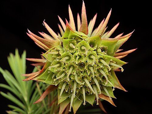 Darwinia acerosa: Darwinia acerosa in the Australian National Botanic Gardens, Canberra, Australian Capital Territory