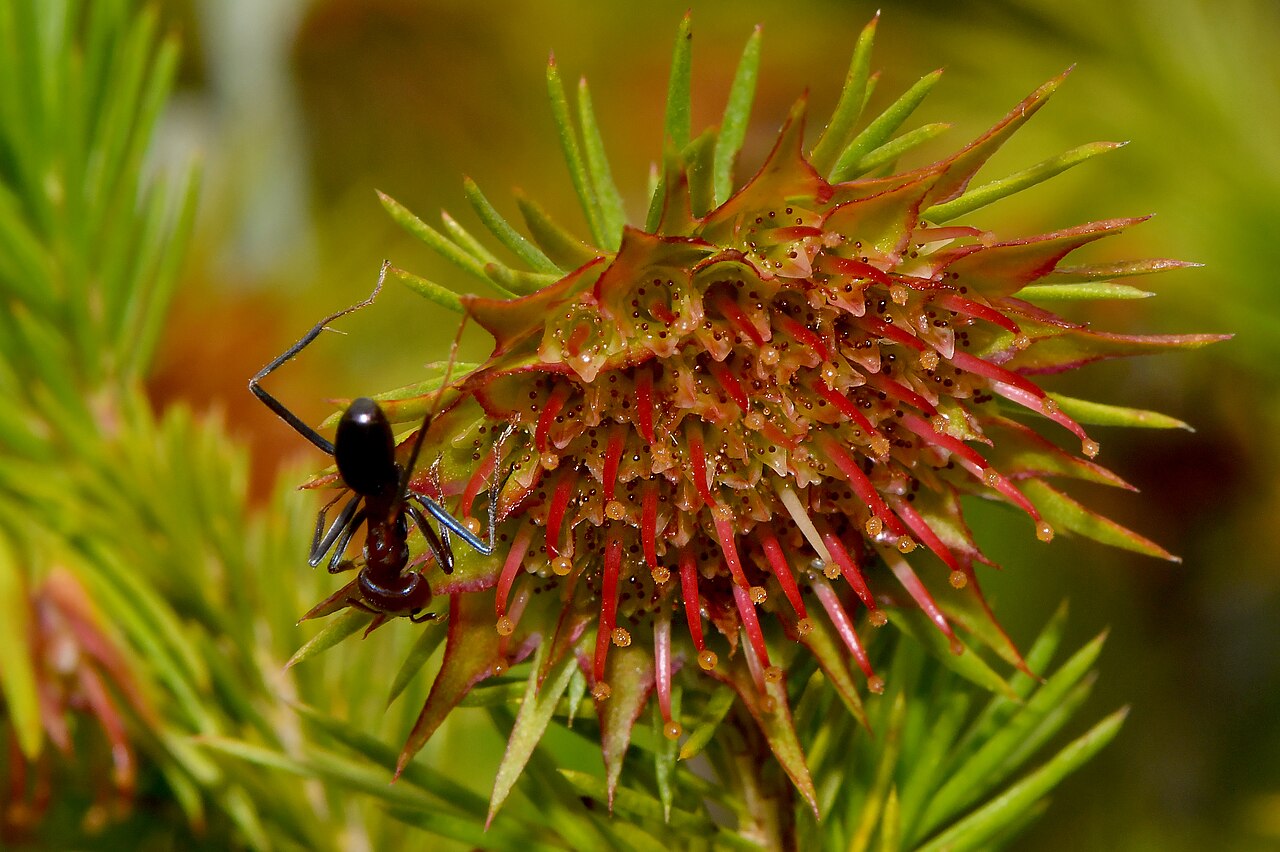 Darwinia acerosa: Another of our Threatened Darwinia. This population was healthy with many flowers on the plants. The flowers here were green or red but can be purple. Many of t