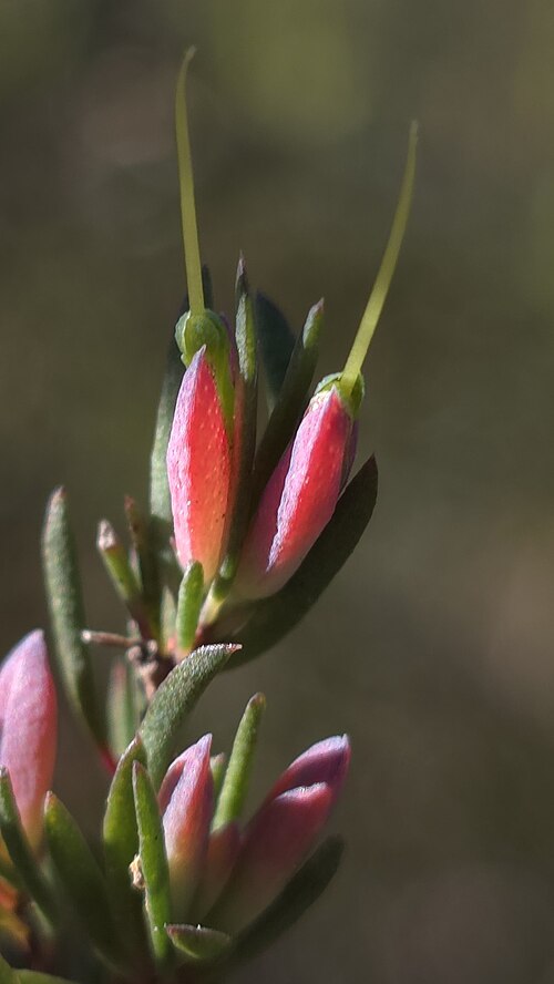 Darwinia biflora: Darwinia biflora in Australia