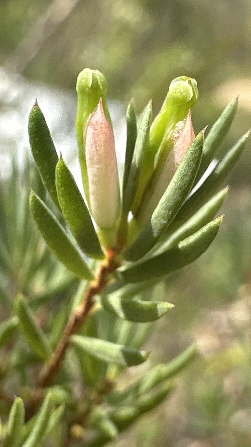 Darwinia biflora: Darwinia biflora in Australia