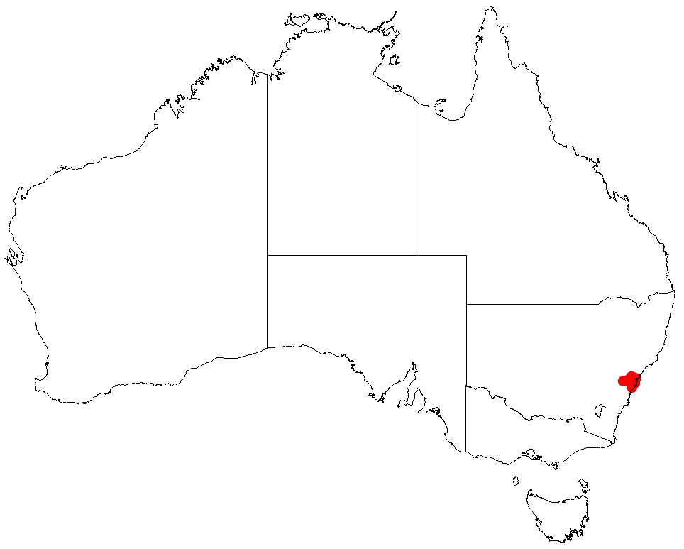 Darwinia biflora: Darwinia biflora occurrence data from Australasian Virtual Herbarium 2019-10-26 using doi: https://doi.org/10.26197/5db36a2a9a940