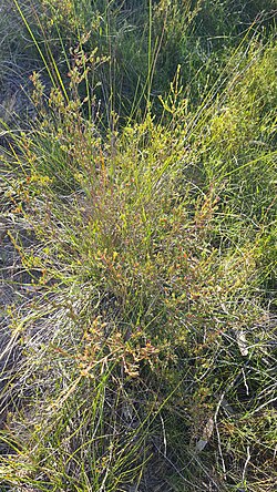 Darwinia biflora: Darwinia biflora in Australia
