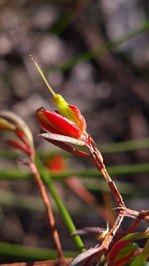 Darwinia biflora: Darwinia biflora in Australia