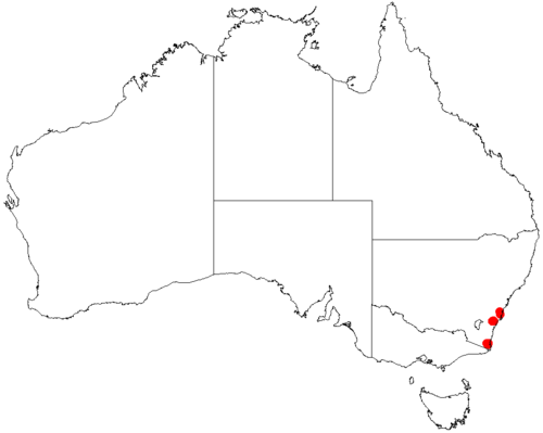 Darwinia briggsiae: Darwinia briggsiae occurrence data from Australasian Virtual Herbarium 2019-10-26 using doi: https://doi.org/10.26197/5db36a2a9a940