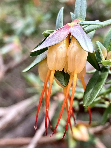 Lemon-scented darwinia (Darwinia citriodora)