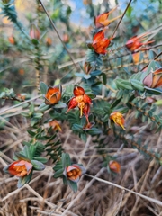 Lemon-scented darwinia (Darwinia citriodora)
