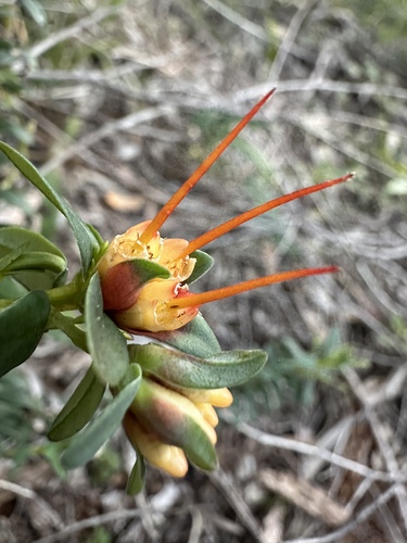 Lemon-scented darwinia (Darwinia citriodora)