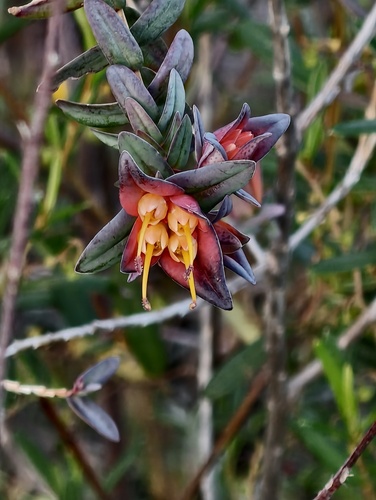 Lemon-scented darwinia (Darwinia citriodora)