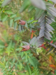 Lemon-scented darwinia (Darwinia citriodora)