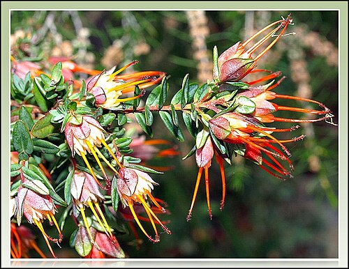Lemon-scented darwinia: Darwinia citriodora. Thank you Jan.