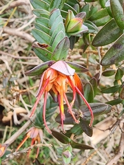 Lemon-scented darwinia (Darwinia citriodora)