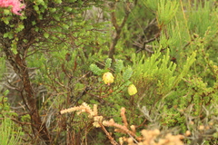 Darwinia collina (Darwinia collina)