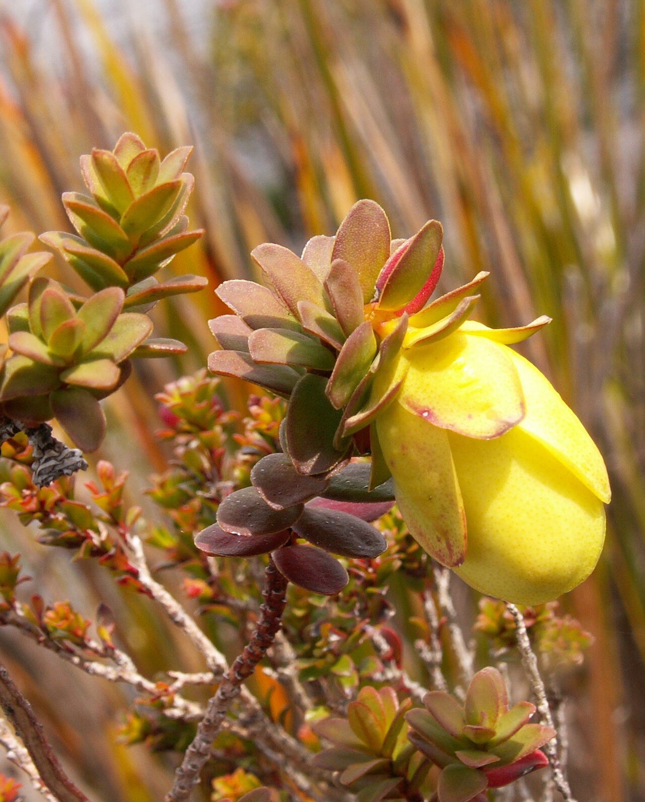 Darwinia collina: Darwinia collina on Bluff Knoll, Stirling Ranges, Western Australia