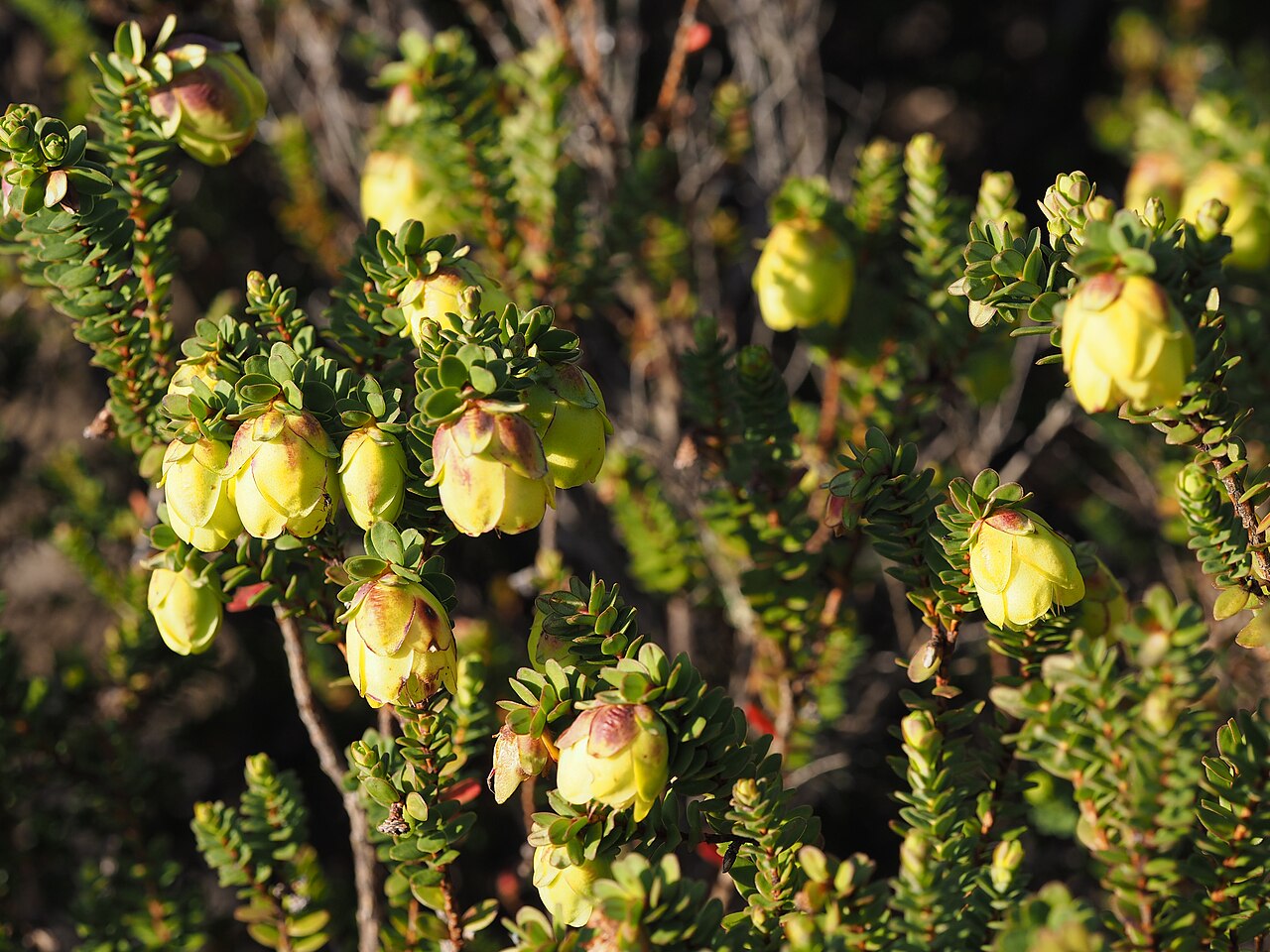 Darwinia collina: Darwinia collina flowers and foliage