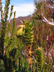 Darwinia collina (Darwinia collina)