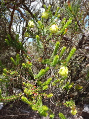 Darwinia collina (Darwinia collina)