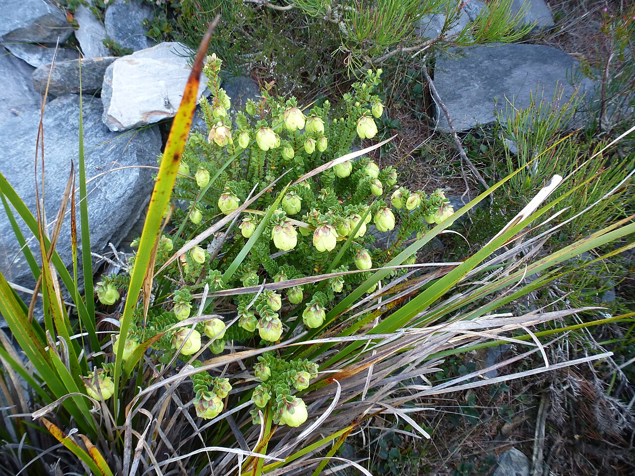 Darwinia collina: Darwinia collina habit