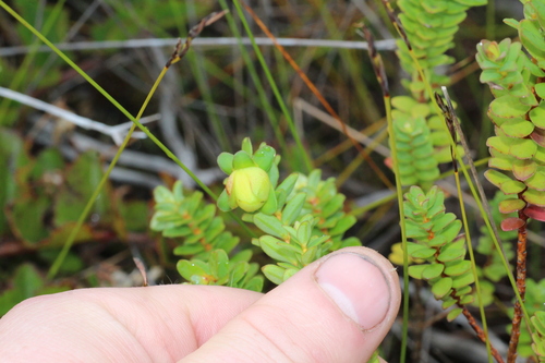 Darwinia collina (Darwinia collina)