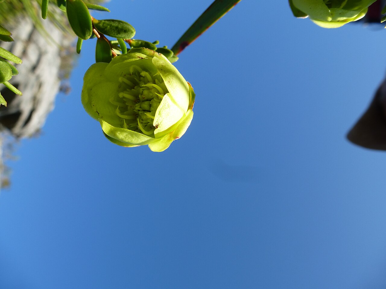 Darwinia collina: Darwinia collina inflorescence