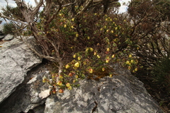 Darwinia collina (Darwinia collina)